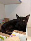adoptable Cat in , MA named Tyke - 4 month old female