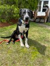 adoptable Dog in  named Bennie - 6 month old male