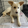 adoptable Dog in , Unknown named (PENDING) Summer - 2 years - AVL 5/3