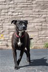 adoptable Dog in sterling, MA named Linda - 9 Month old female