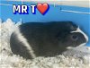 adoptable Guinea Pig in , MA named Mr. T - five month old male