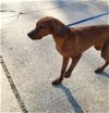 adoptable Dog in , MA named Lil Dan - 1 yo male Redbone Coonhound - AVL 5/11