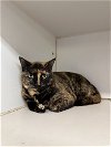adoptable Cat in  named (pending) Storm - 3 year old female