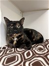 adoptable Cat in  named (pending) Chen - 3 year old  female