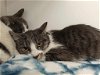adoptable Cat in sterling, MA named Miel and Pancita - bonded 1.5 yr old Manx sisters