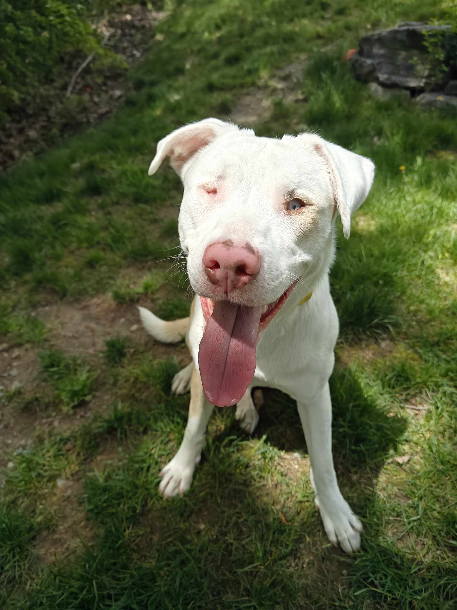 adoptable Dog in Sterling, MA named COURTESY POST -Mandy - 1 yr  deaf/vision impared