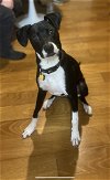 adoptable Dog in  named Moore - one year old mixed breed
