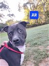 adoptable Dog in  named RR - two year old male lab mix - AVL 5/25