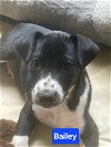 adoptable Dog in  named Bailey - 11 week old male lab mix - AVL 5/25