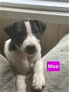 adoptable Dog in  named Moo - 11 week old female lab mix - AVL 5/25