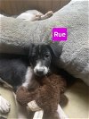 adoptable Dog in  named Rue - 11 week old female lab mix - AVL 5/25