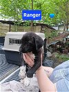 adoptable Dog in  named Ranger - 11 week old male lab mix - AVL 5/25