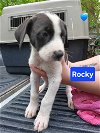 adoptable Dog in  named Rocky - 11 week old male lab mix - AVL 5/25