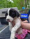 adoptable Dog in  named Ridge - 11 week old male lab mix - AVL 5/25