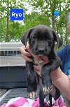 adoptable Dog in  named Rye - 11 week old male lab mix - AVL 5/25