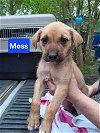 adoptable Dog in  named Moss - 11 week old male lab mix - AVL 5/25
