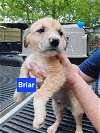adoptable Dog in  named Briar - 11 week old male lab mix - AVL 5/25