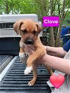 adoptable Dog in  named Clove - 11 week old female lab mix - AVL 5/25