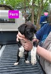 adoptable Dog in  named Fern - 11 week old female lab mix - AVL 5/25