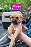 adoptable Dog in  named Poppy - 11 week old female lab mix - AVL 5/25