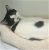 adoptable Cat in , MA named Tilo - one year old male