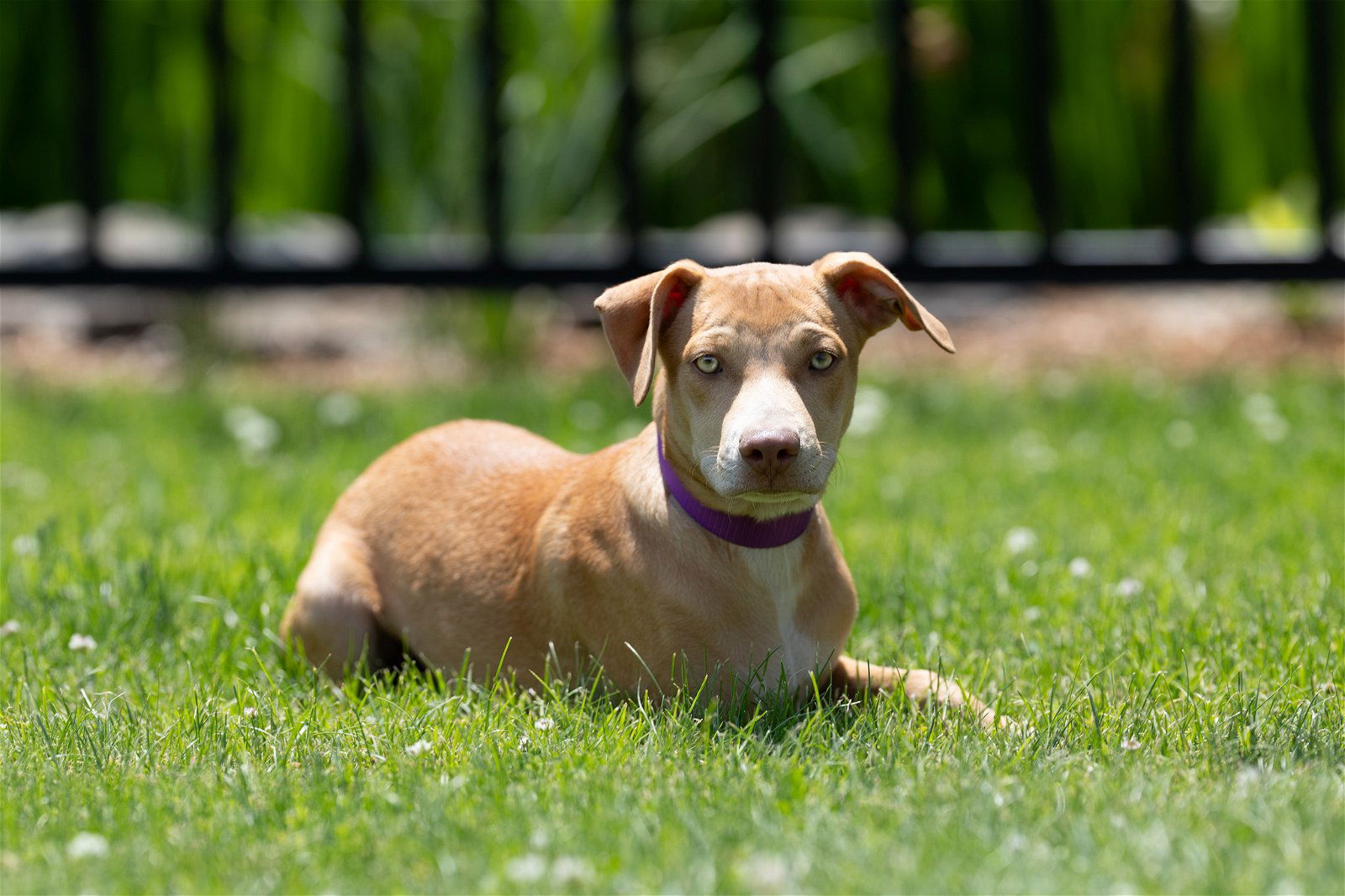 Dog for Adoption - Juniper - five month old female mix, 24lbs, a ...