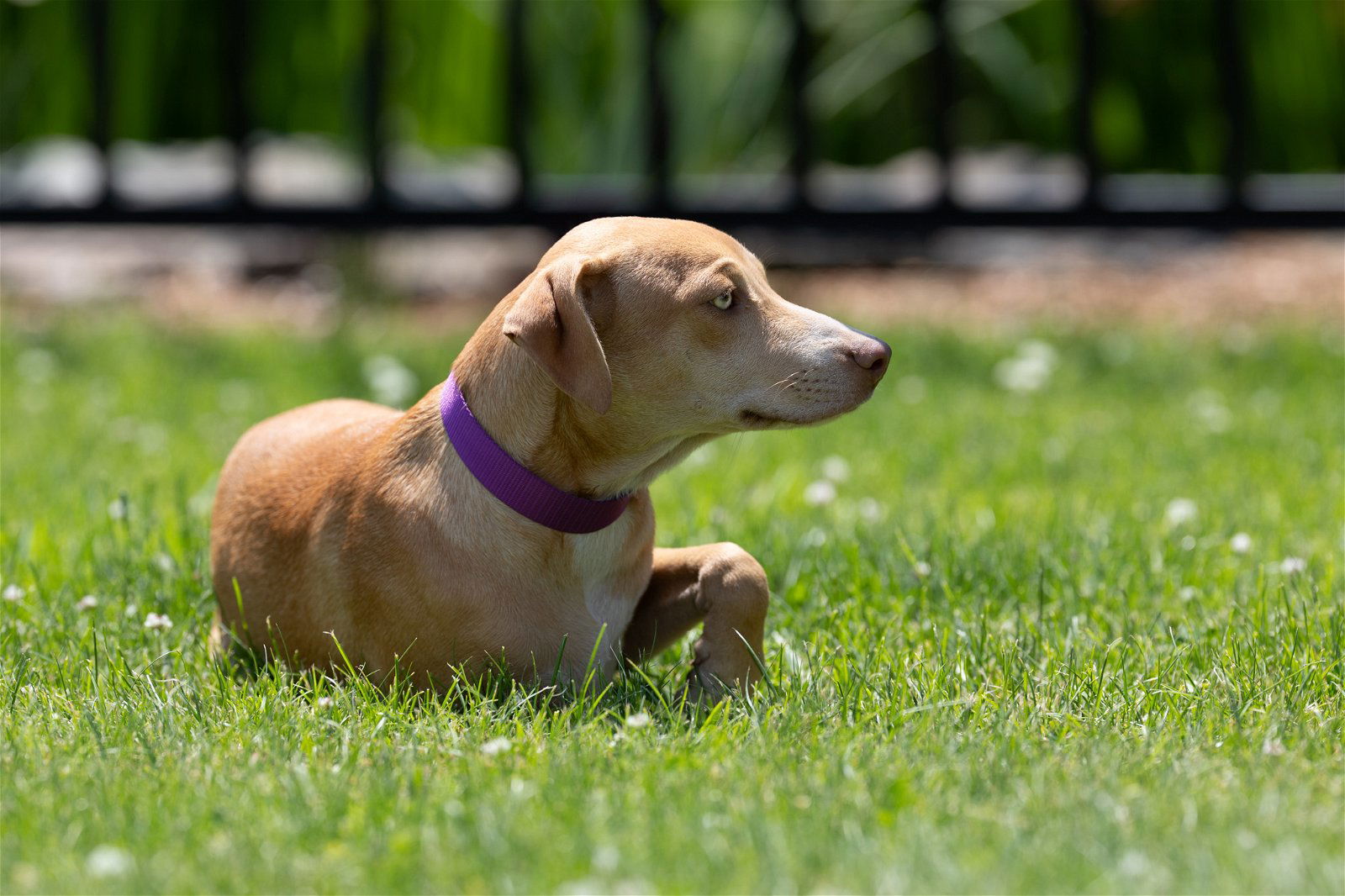 Dog for Adoption - Juniper - five month old female mix, 24lbs, a ...