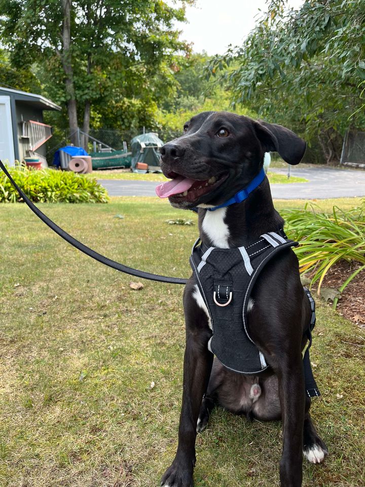 adoptable Dog in Sterling, MA named Sammy - 10 month old male