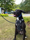 adoptable Dog in , MA named Sammy - 10 month old male