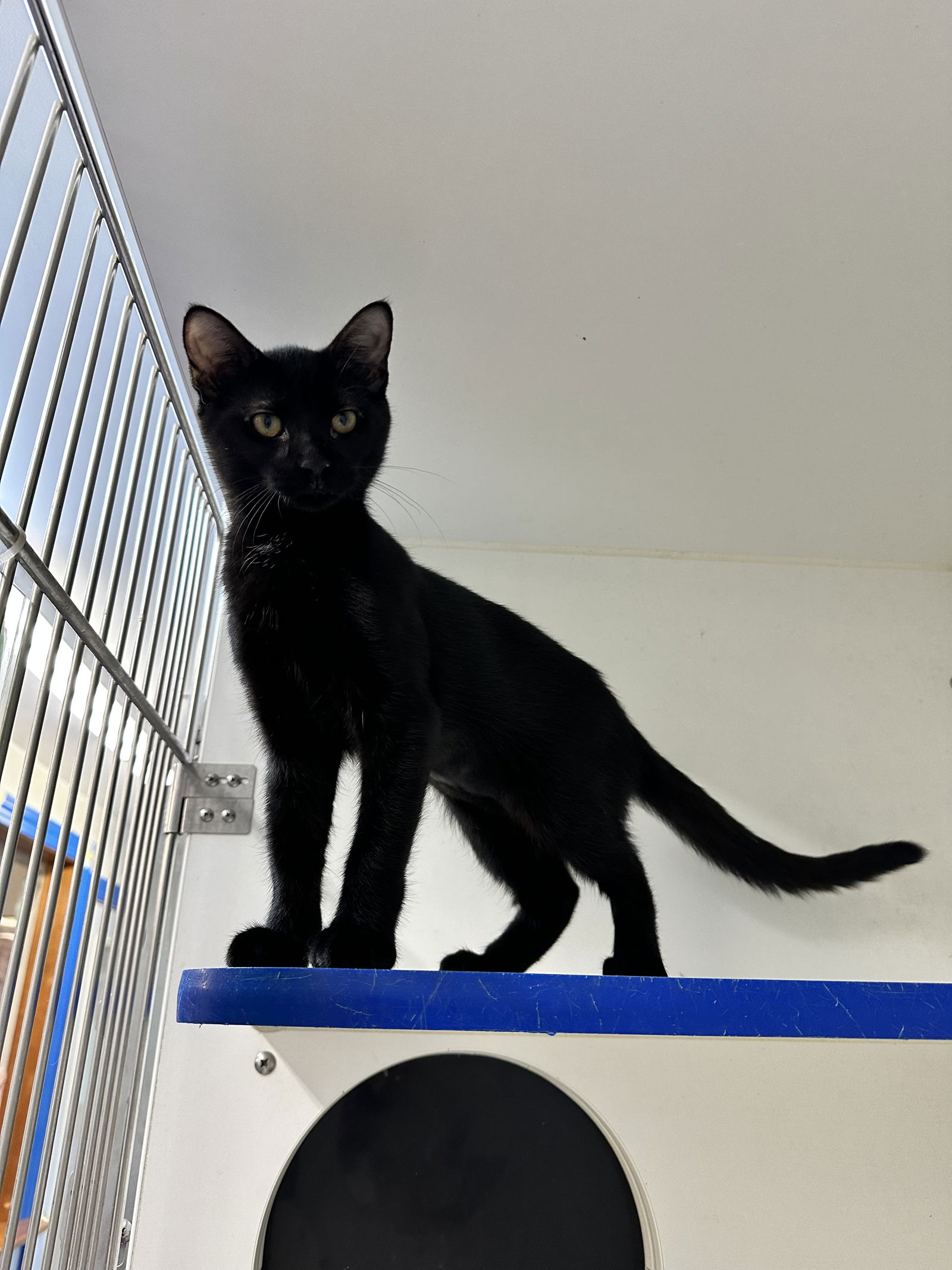 adoptable Cat in Sterling, MA named Flamingo - 14 week old female