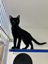 adoptable Cat in Sterling, MA named Flamingo - 14 week old female