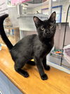 adoptable Cat in , MA named Flamingo - 14 week old female