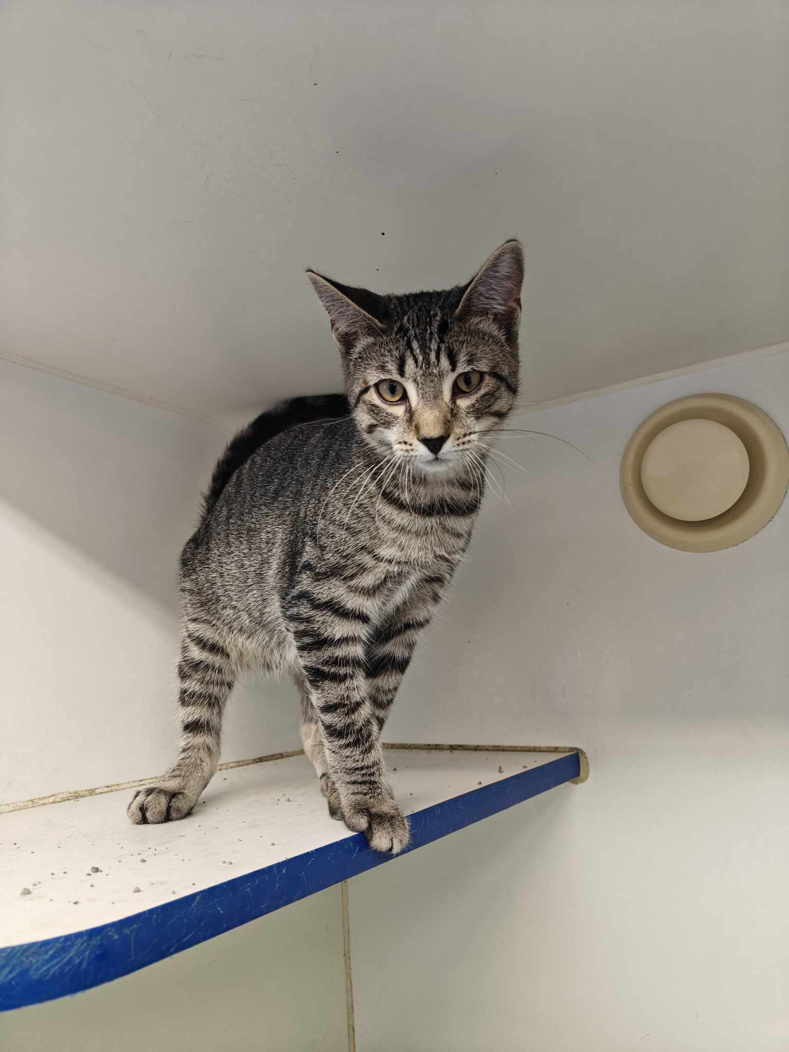 adoptable Cat in Sterling, MA named Chewy - five month old male