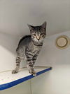 adoptable Cat in , MA named Chewy - five month old male