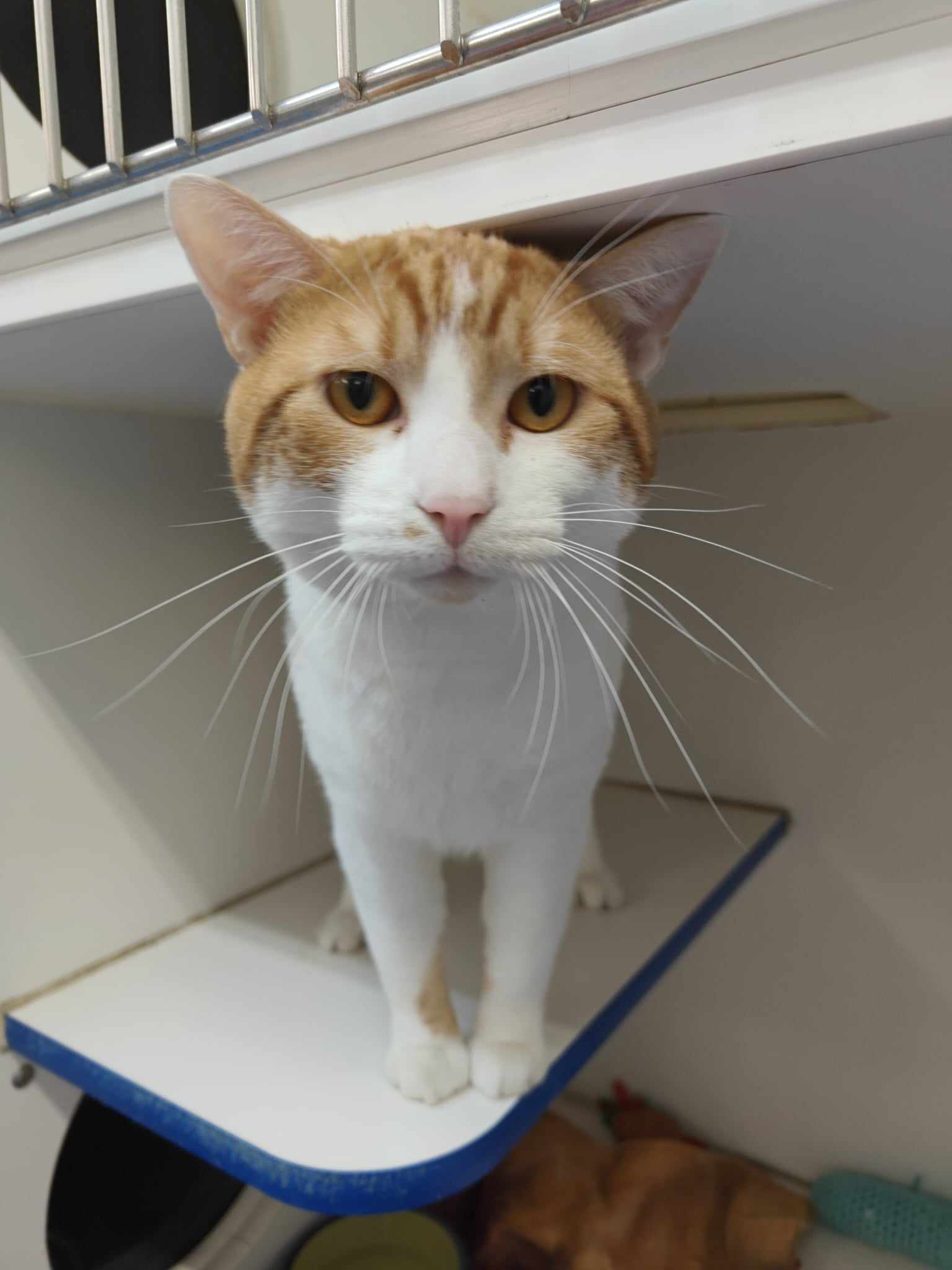 adoptable Cat in Sterling, MA named Glory - three year old male