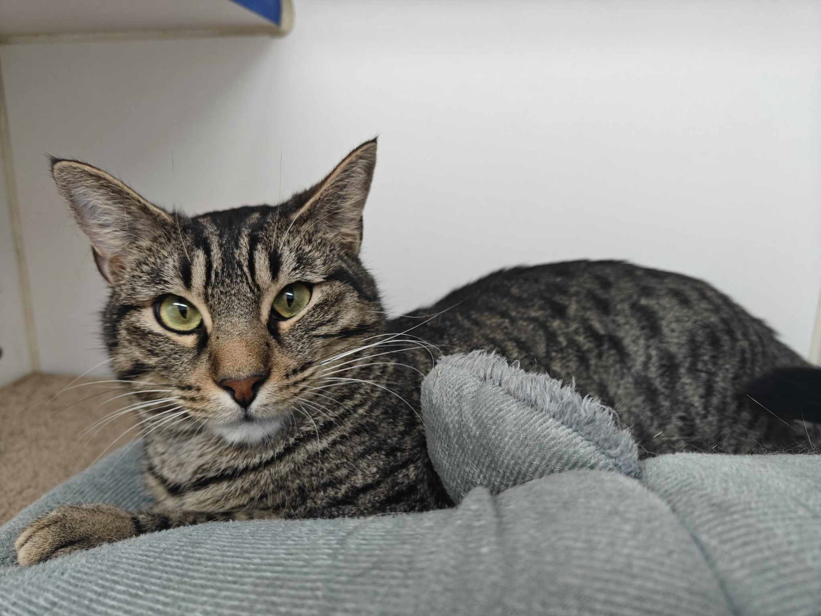 adoptable Cat in Sterling, MA named Crowley - 10 month old male