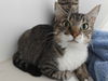 adoptable Cat in Sterling, MA named Holly - two year old female