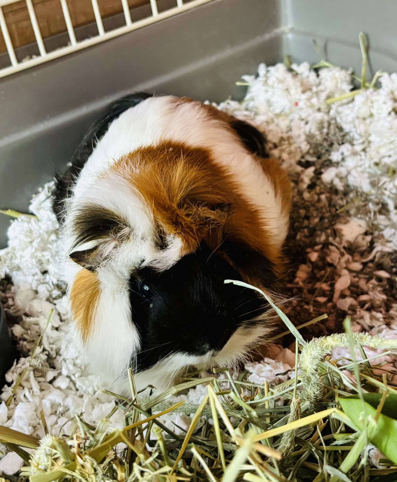 adoptable Guinea Pig in Sterling, MA named Mango - one year old