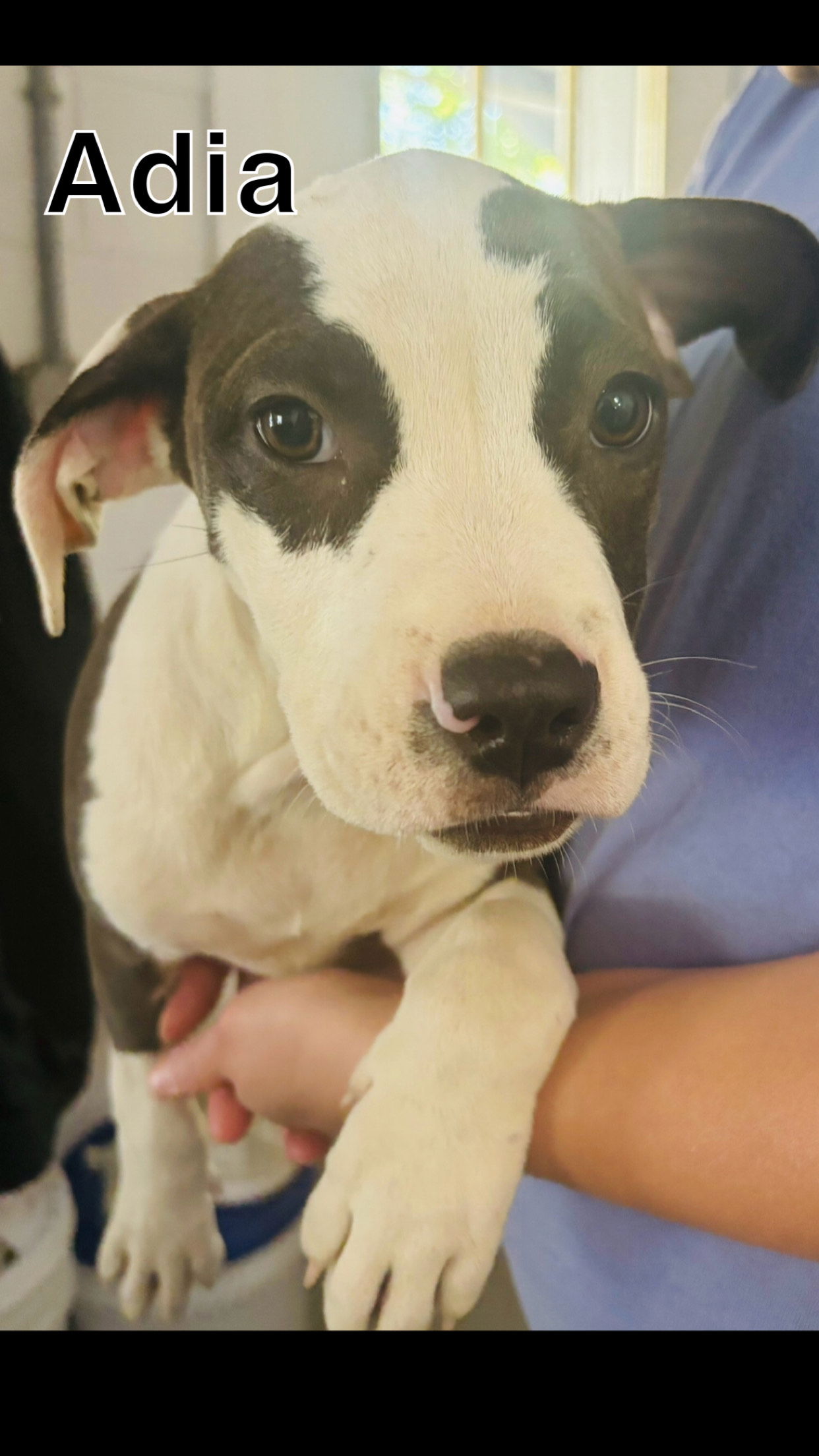 adoptable Dog in Sterling, MA named Adia -12 weeks terrier mix