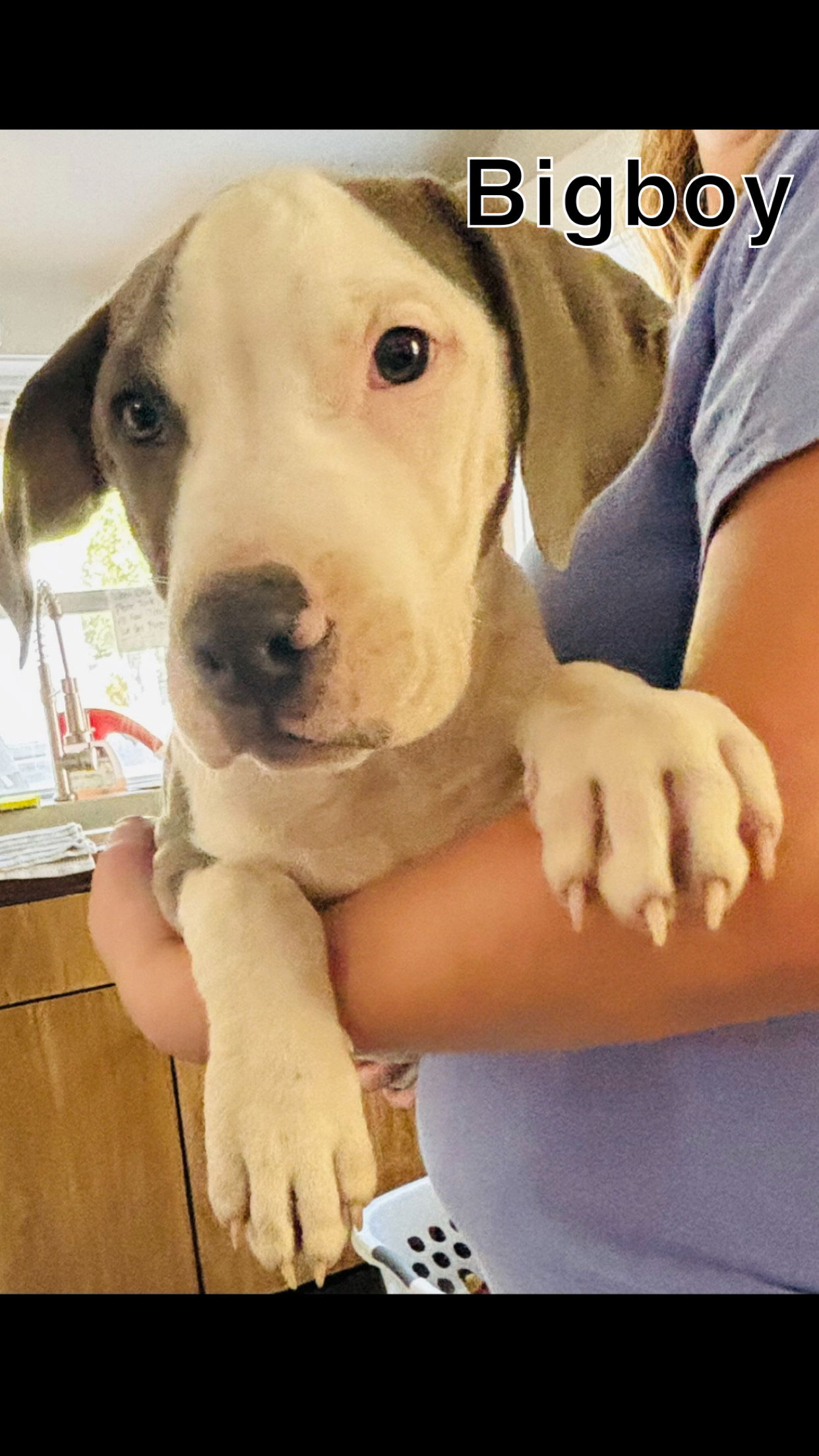 adoptable Dog in Sterling, MA named (PENDING)Big Boy -12 weeks terrier mix