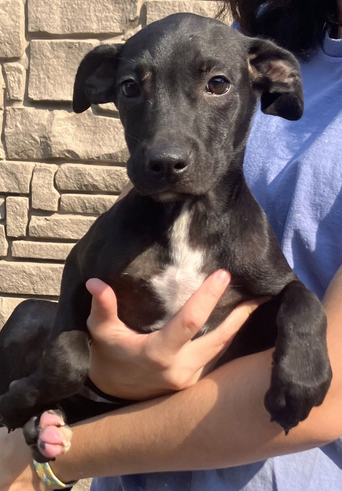 adoptable Dog in Sterling, MA named ChaCha -12 weeks terrier mix