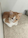 adoptable Cat in , MA named Patience - 17 week old female