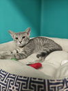 adoptable Cat in  named 17 Kittens !! 3-4 Months (AVAIL 9/20)