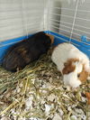 adoptable Guinea Pig in  named Coconutty and Truffle - bonded females