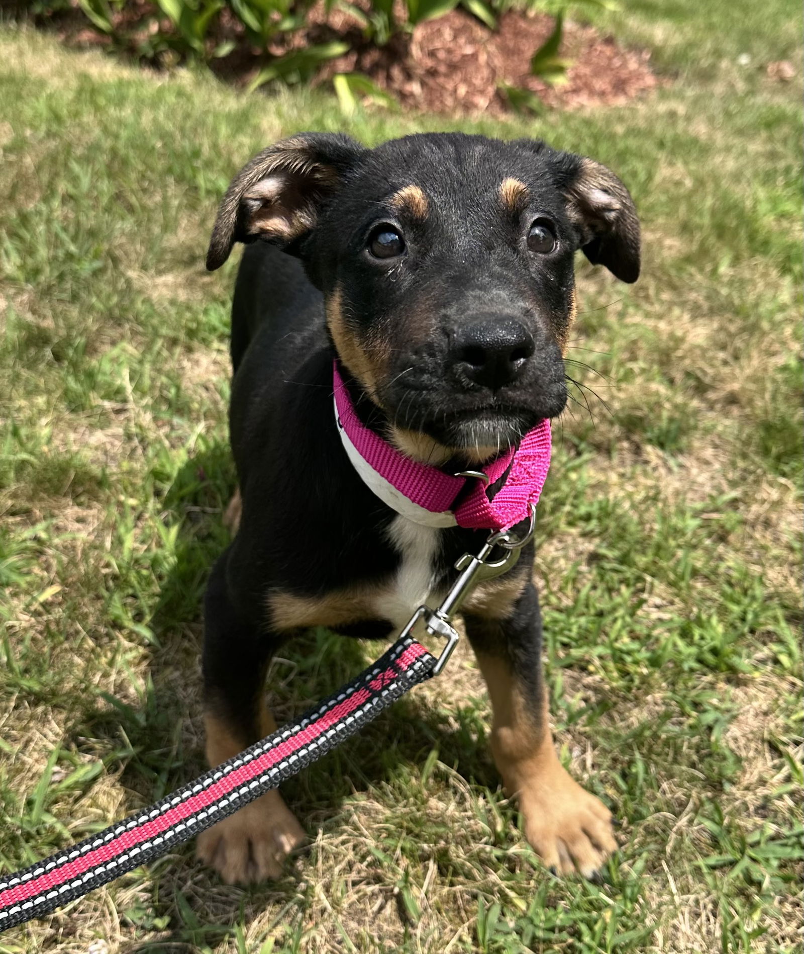 adoptable Dog in Sterling, MA named Mr. Jenkins - two month old male