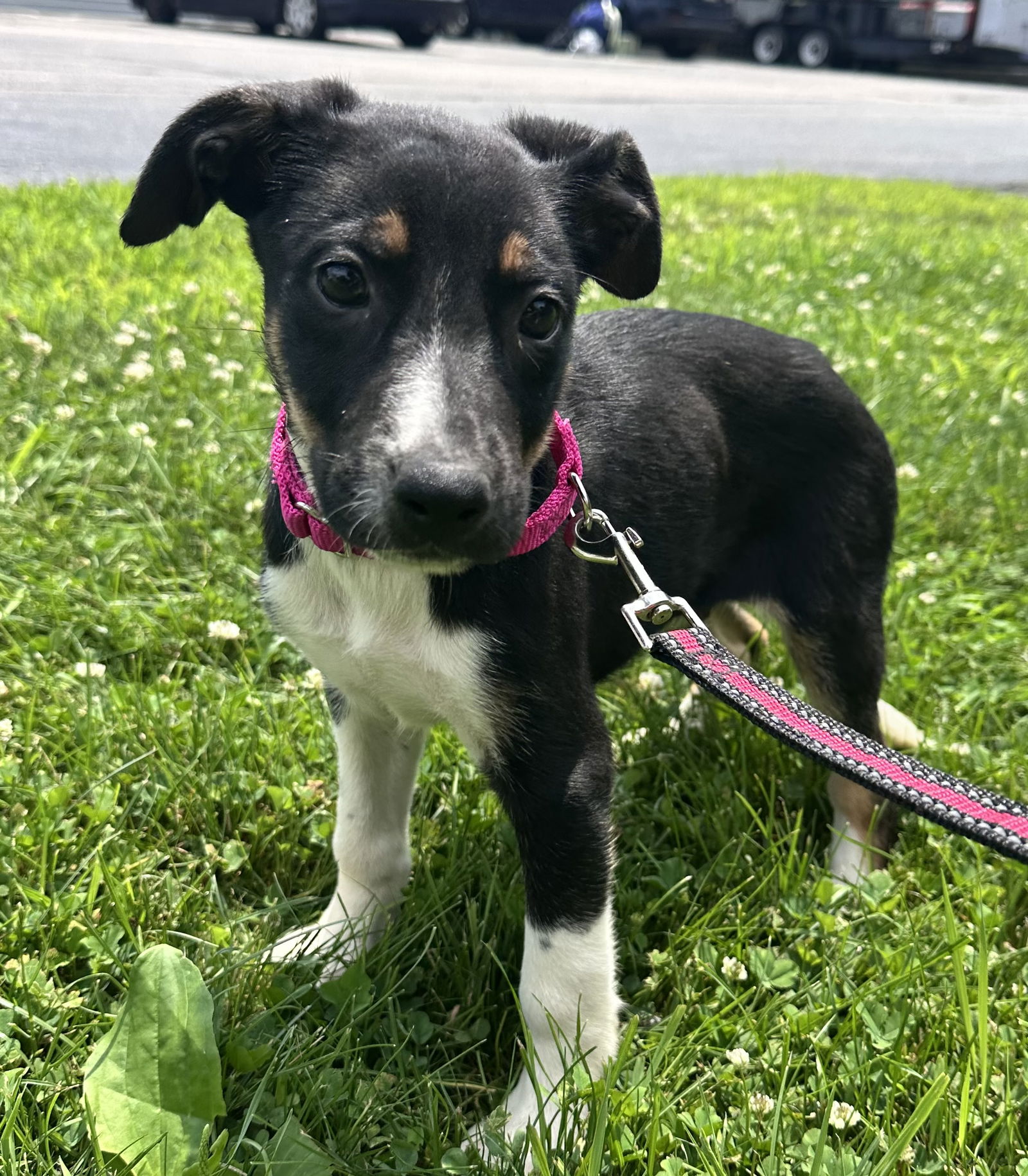 adoptable Dog in Sterling, MA named Squeaky - two month old male