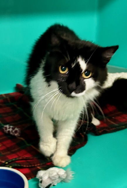 adoptable Cat in Sterling, MA named Moo - adult female