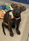 adoptable Dog in  named coco 4 months old