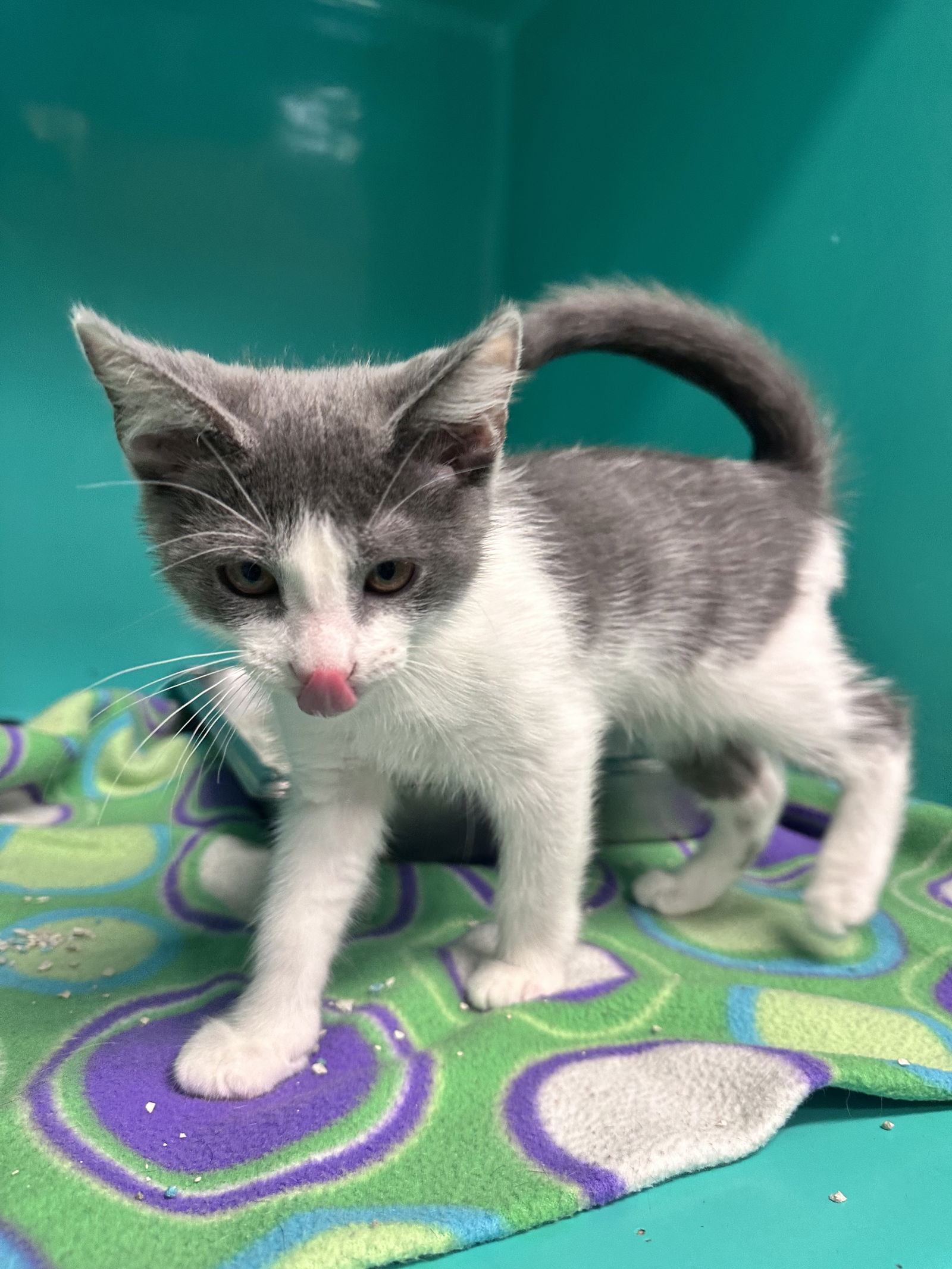 adoptable Cat in Sterling, MA named Pacey - AVL 7/25 - 10 Weeks