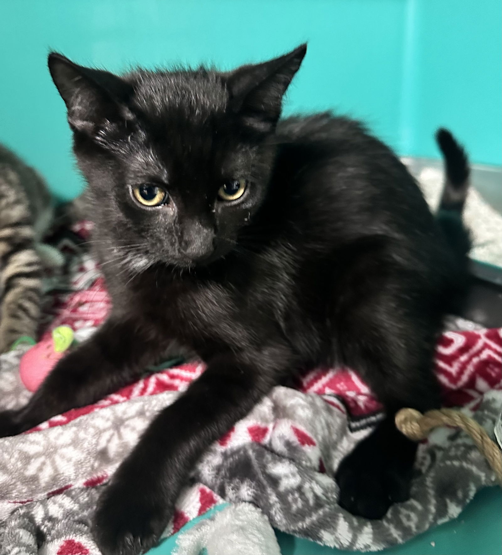adoptable Cat in Sterling, MA named Whiskey - AVL 7/25 - 10 Weeks